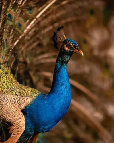 magnifique paon la papaye